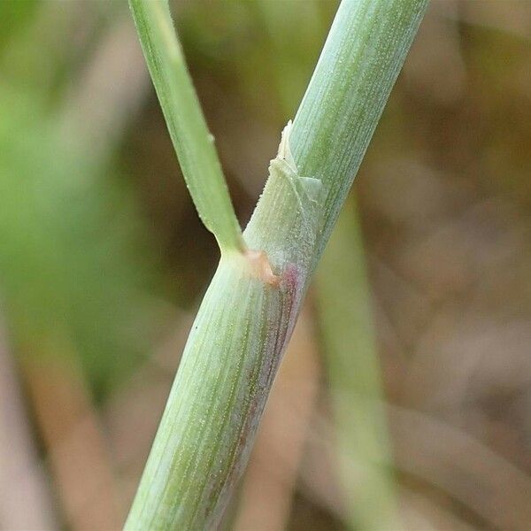 Alopecurus geniculatus Bark