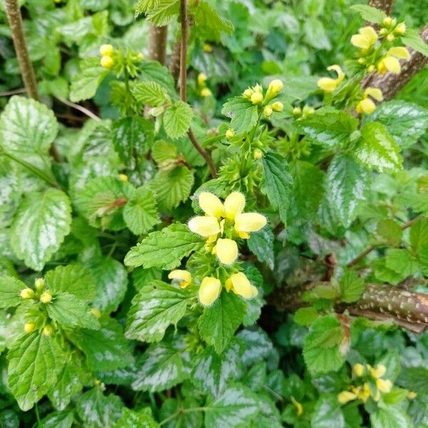 Lamium galeobdolon Květ