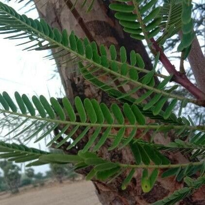 Phyllanthus emblica Blad