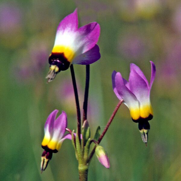 Primula clevelandii 整株植物