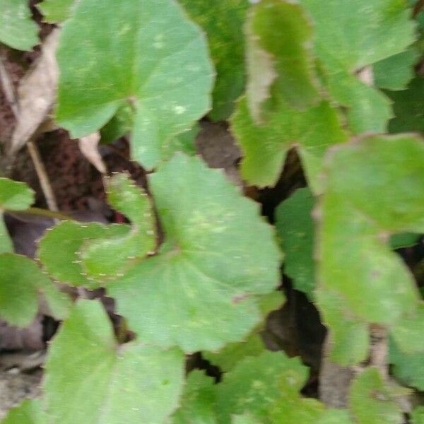 Centella asiatica 叶