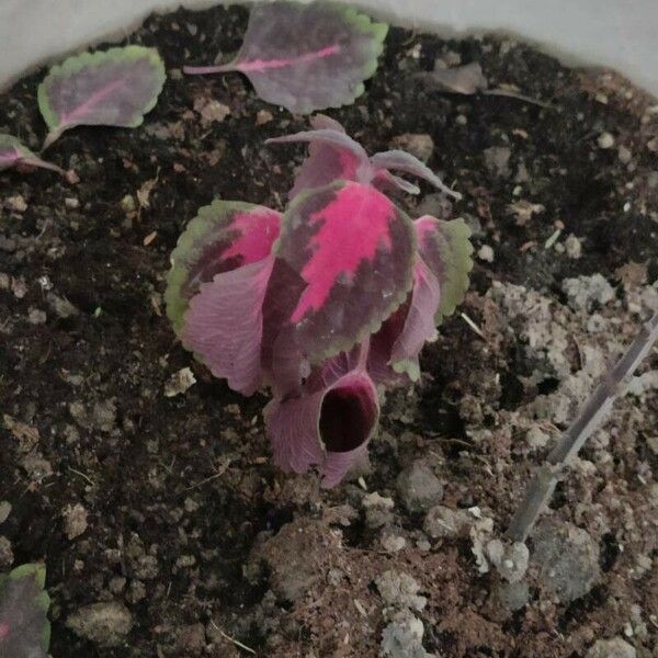 Coleus scutellarioides পাতা