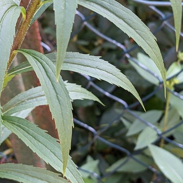 Solidago canadensis Blatt