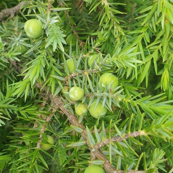 Juniperus drupacea Fruto