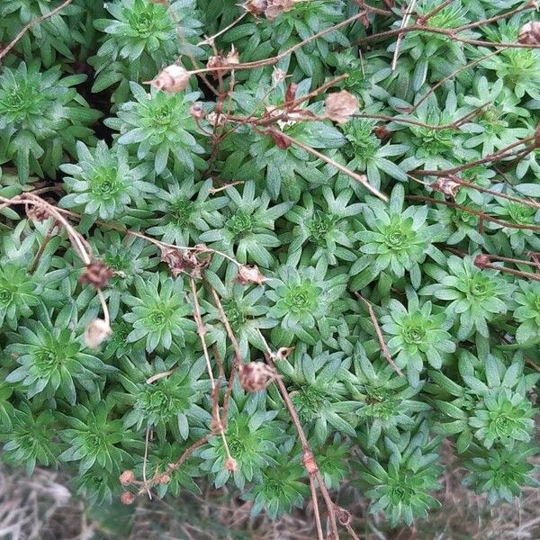 Saxifraga praetermissa Hostoa