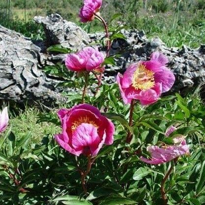 Paeonia broteri Квітка