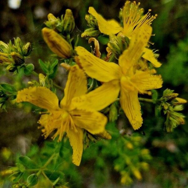 Hypericum perfoliatum Flower