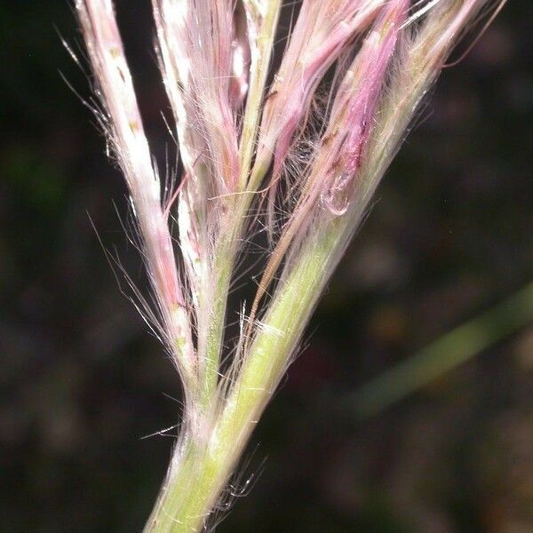 Erianthus alopecuroides Virág