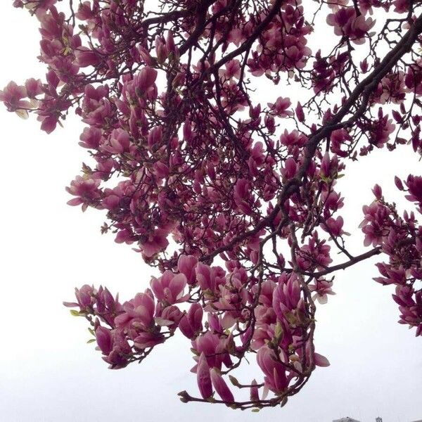 Magnolia × soulangeana Plante entière