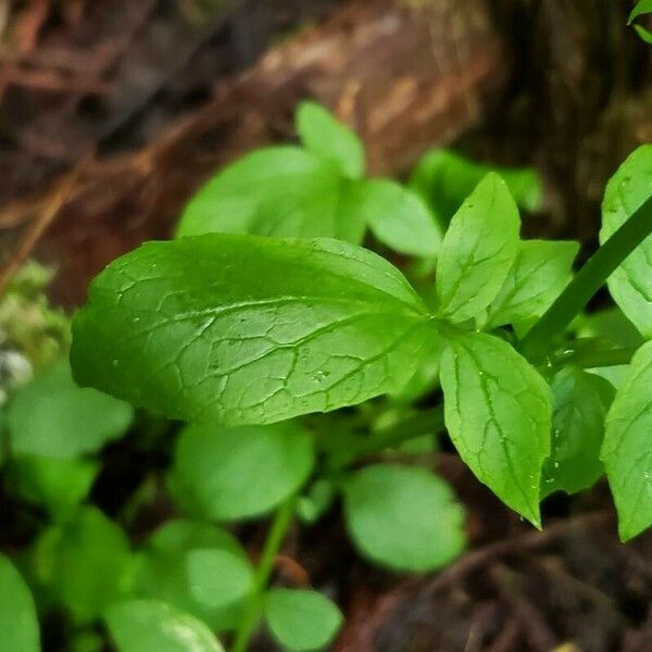 Valeriana sitchensis Leaf