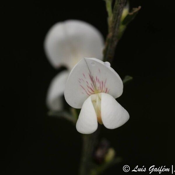 Cytisus multiflorus Blüte