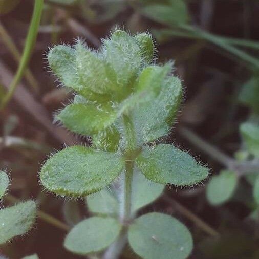 Cruciata pedemontana Lapas