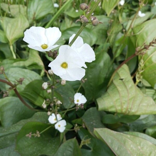 Sagittaria graminea Floare