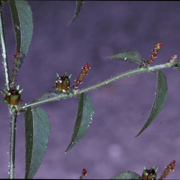 Microstachys corniculata Кветка