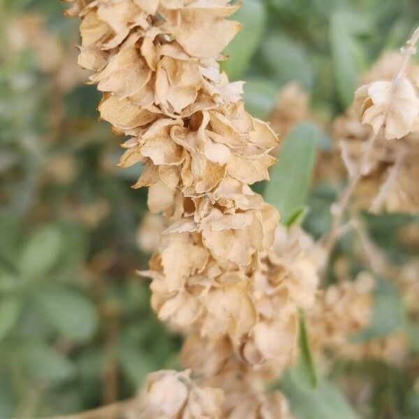 Atriplex canescens Vrucht