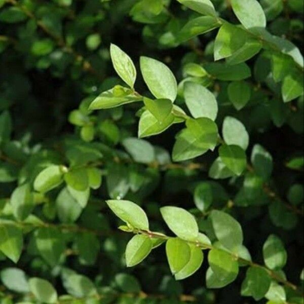 Ligustrum obtusifolium Folio