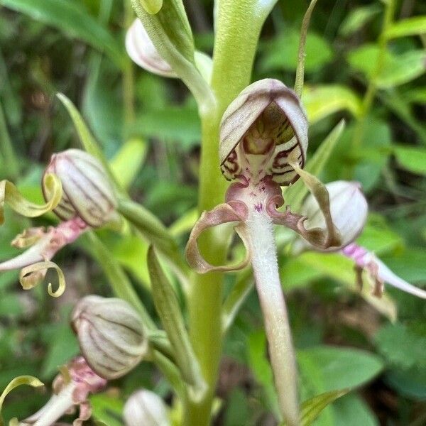 Himantoglossum adriaticum Blomst