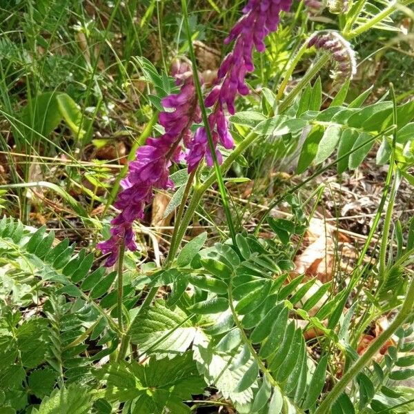 Hedysarum hedysaroides Žiedas