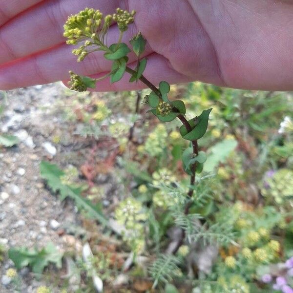 Lepidium perfoliatum Floro