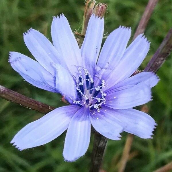 Cichorium endivia 花