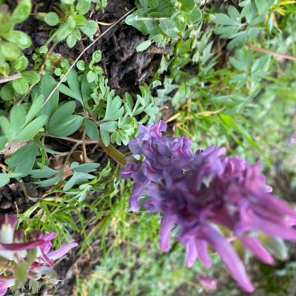 Corydalis solida Λουλούδι