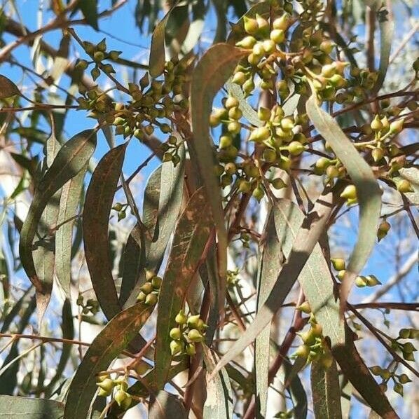 Eucalyptus camaldulensis Плод