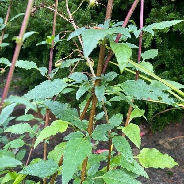 Phygelius aequalis Leaf