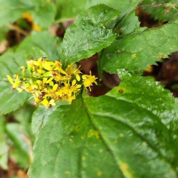 Solidago flexicaulis Blomma