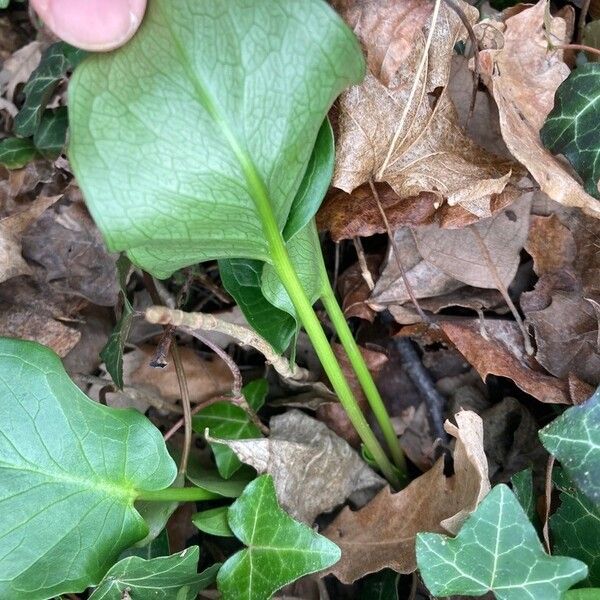 Arum cylindraceum ᱥᱟᱠᱟᱢ