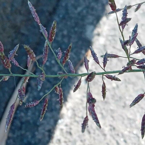 Eragrostis minor Λουλούδι