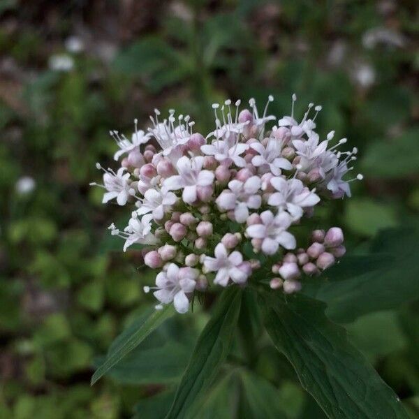 Valeriana tripteris Květ