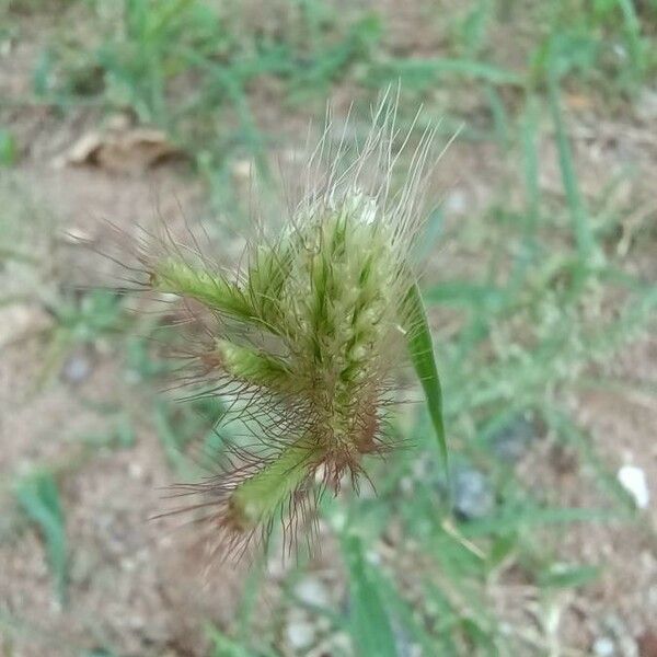 Chloris barbata Flor