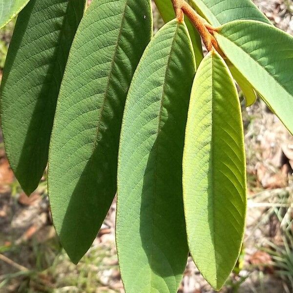 Annona paludosa Fulla