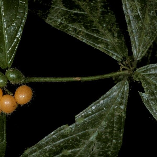 Cordia nodosa Fruit