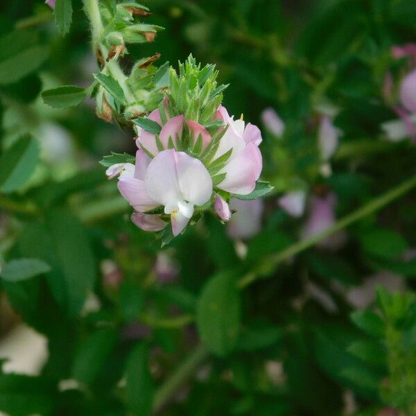 Ononis arvensis Flor