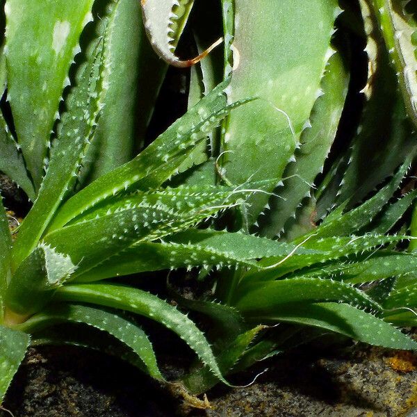 Aristaloe aristata Ліст