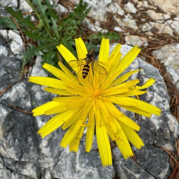 Leontodon crispus Žiedas