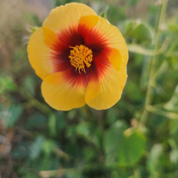 Abutilon hirtum Květ