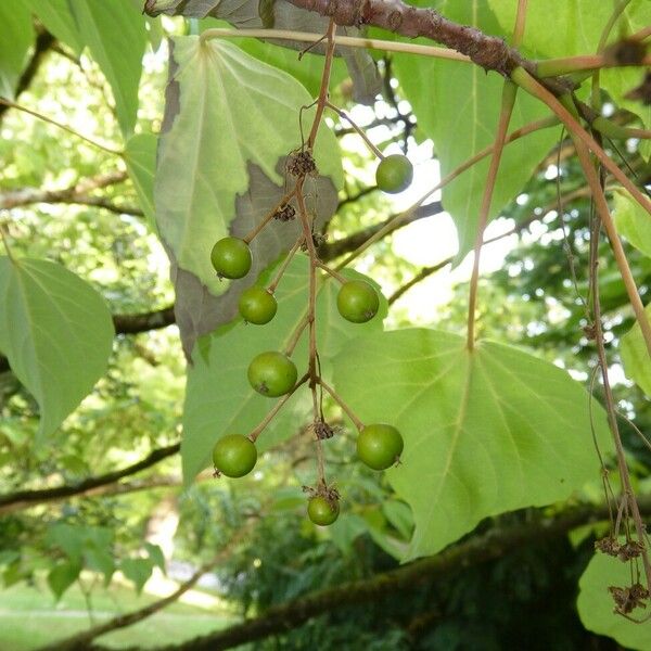 Idesia polycarpa Фрукт