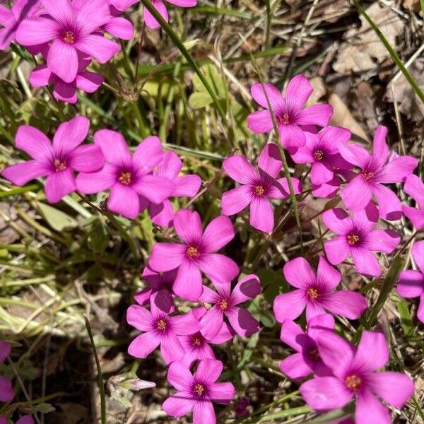 Oxalis debilis Blomma