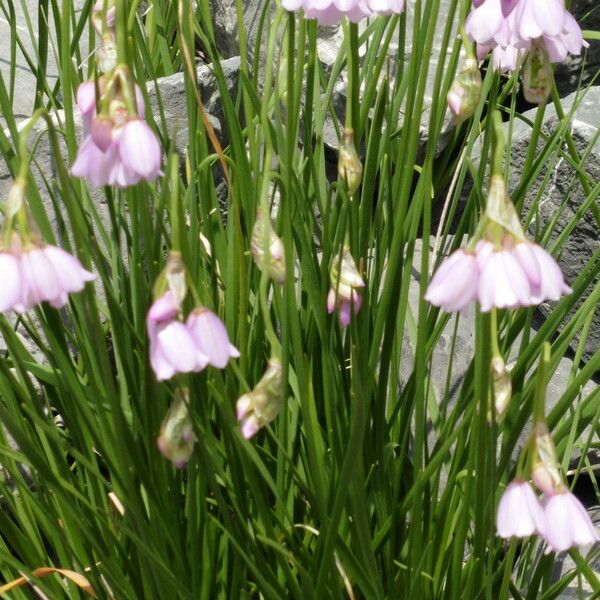 Allium insubricum Λουλούδι
