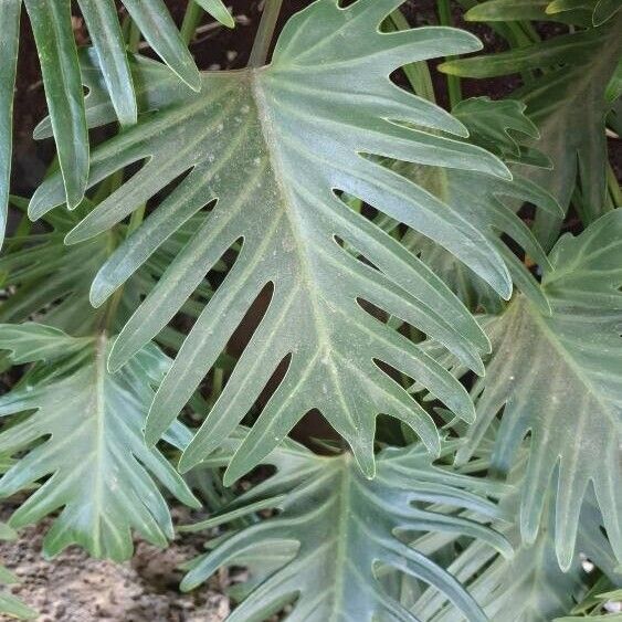 Thaumatophyllum xanadu Leaf