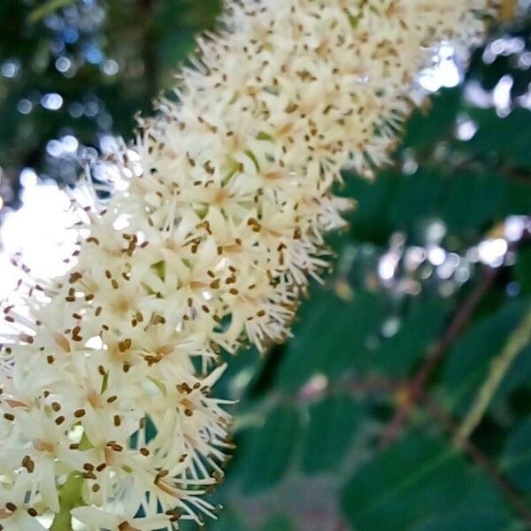 Adenanthera pavonina Blomst