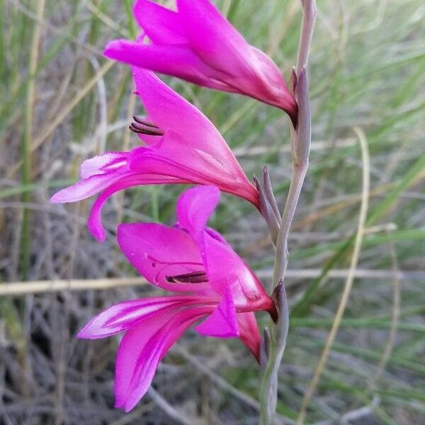 Gladiolus italicus പുഷ്പം