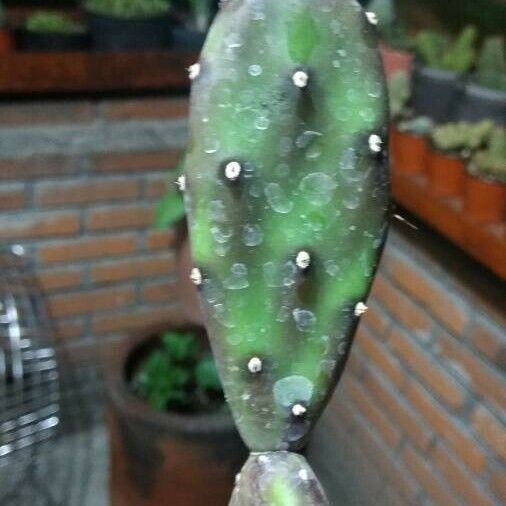 Opuntia elata Leaf