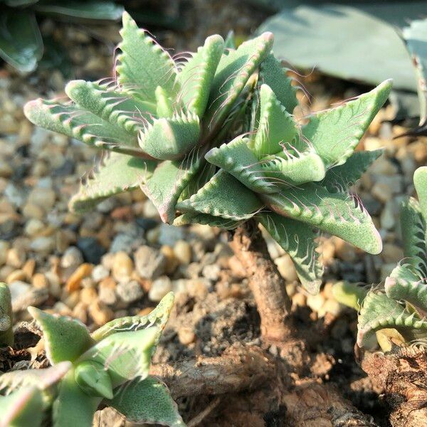 Faucaria tigrina Habitus