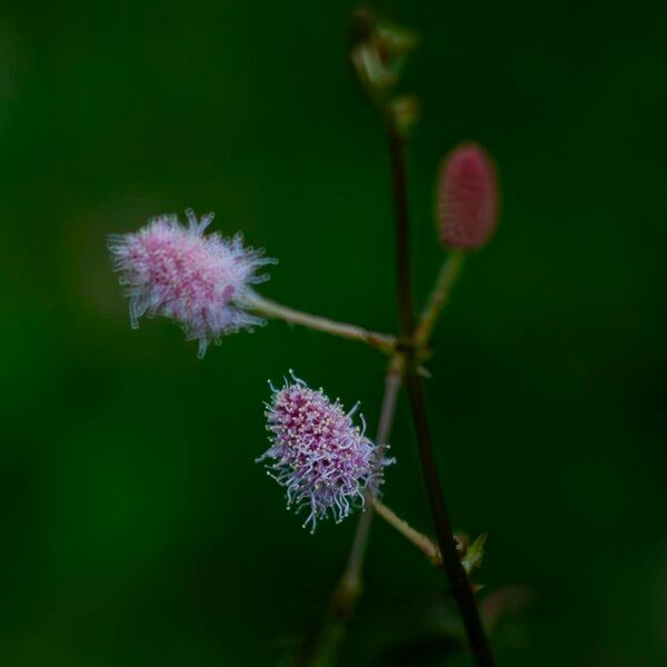 Mimosa pudica Lorea