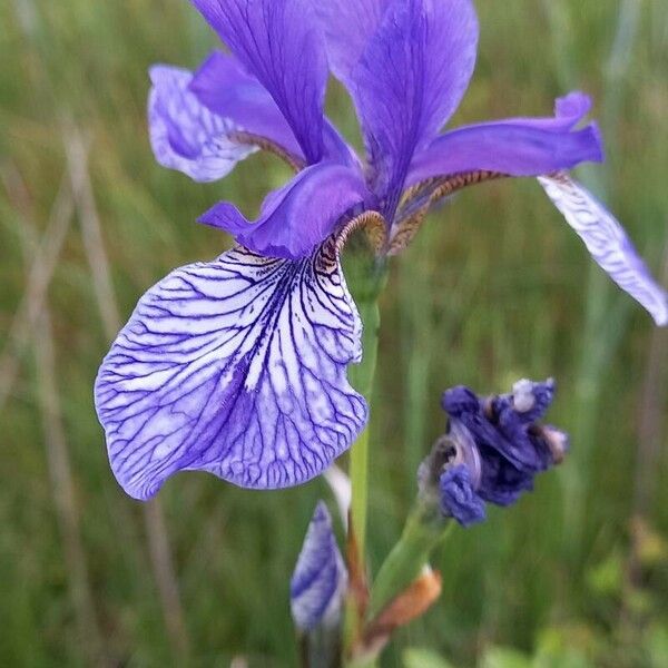 Iris sibirica Blomma