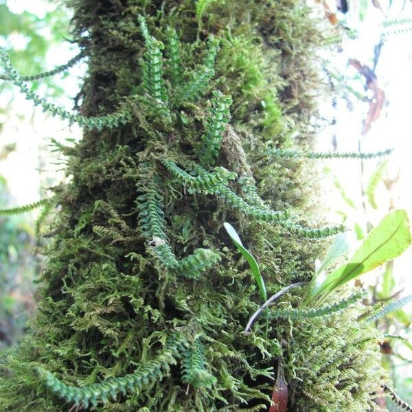 Dichaea hystricina Hàbitat