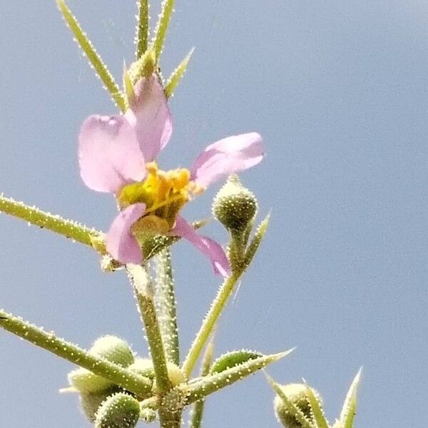 Fagonia arabica Květ